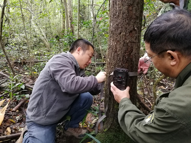 在金盆山省級自然保護(hù)區(qū)安裝紅外自動相機 (8141).jpg