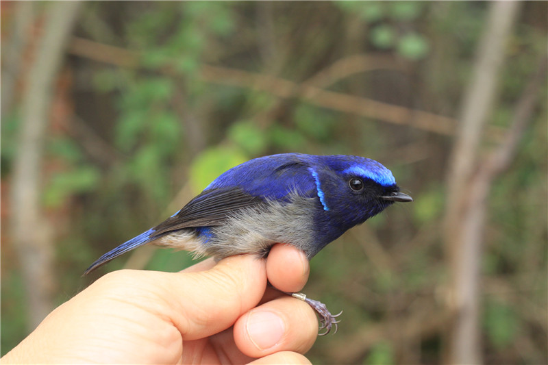 小仙鶲（2015年學(xué)院鳥類環(huán)志拍攝）.JPG