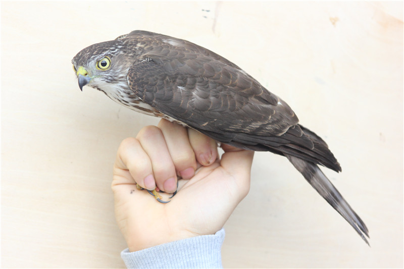 松雀鷹(2015年學院鳥類環(huán)志拍攝）.JPG