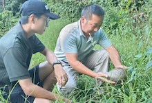 【社會服務】陸生野生動物救助中心助力中華穿山甲回歸自然